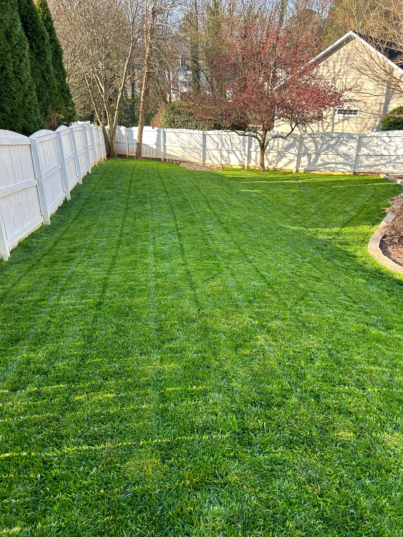 Dense green grass after professional fertilization
