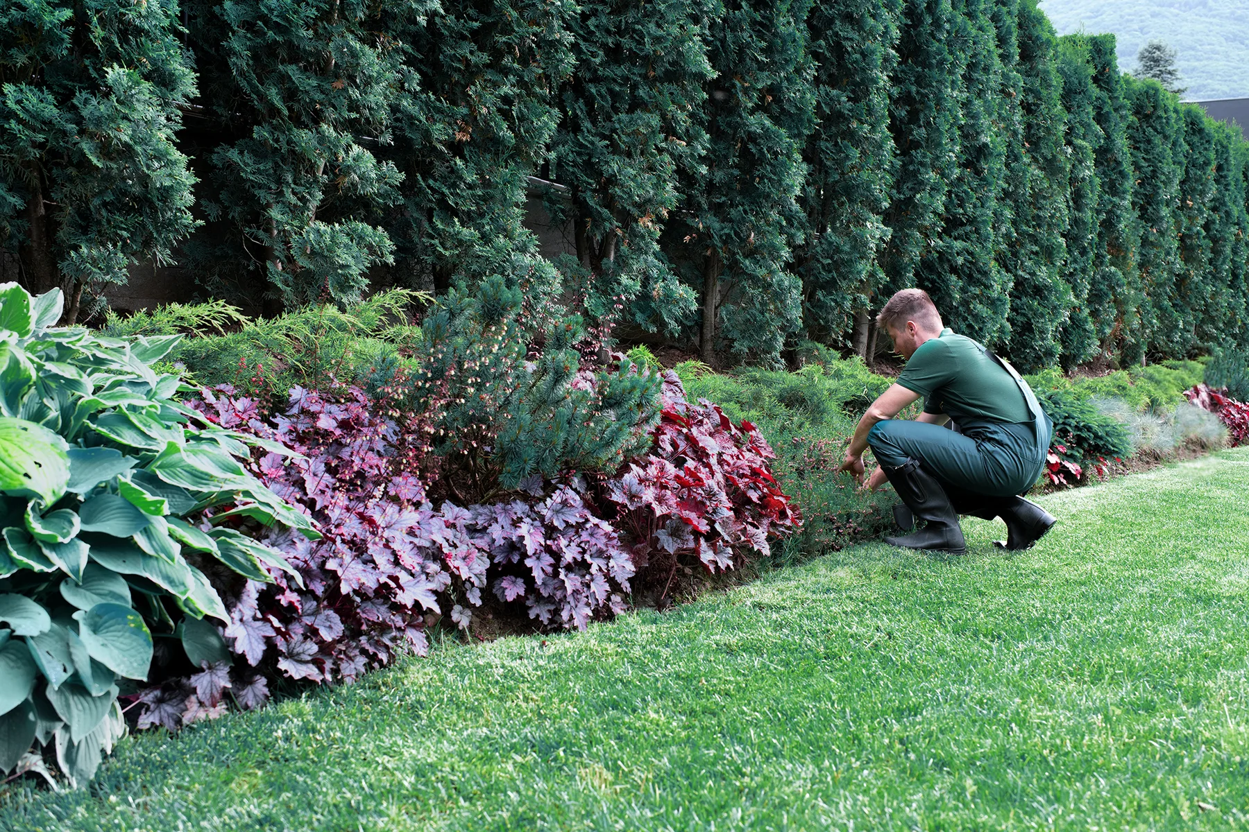 Professionally maintained shrubs and ornamental planting beds