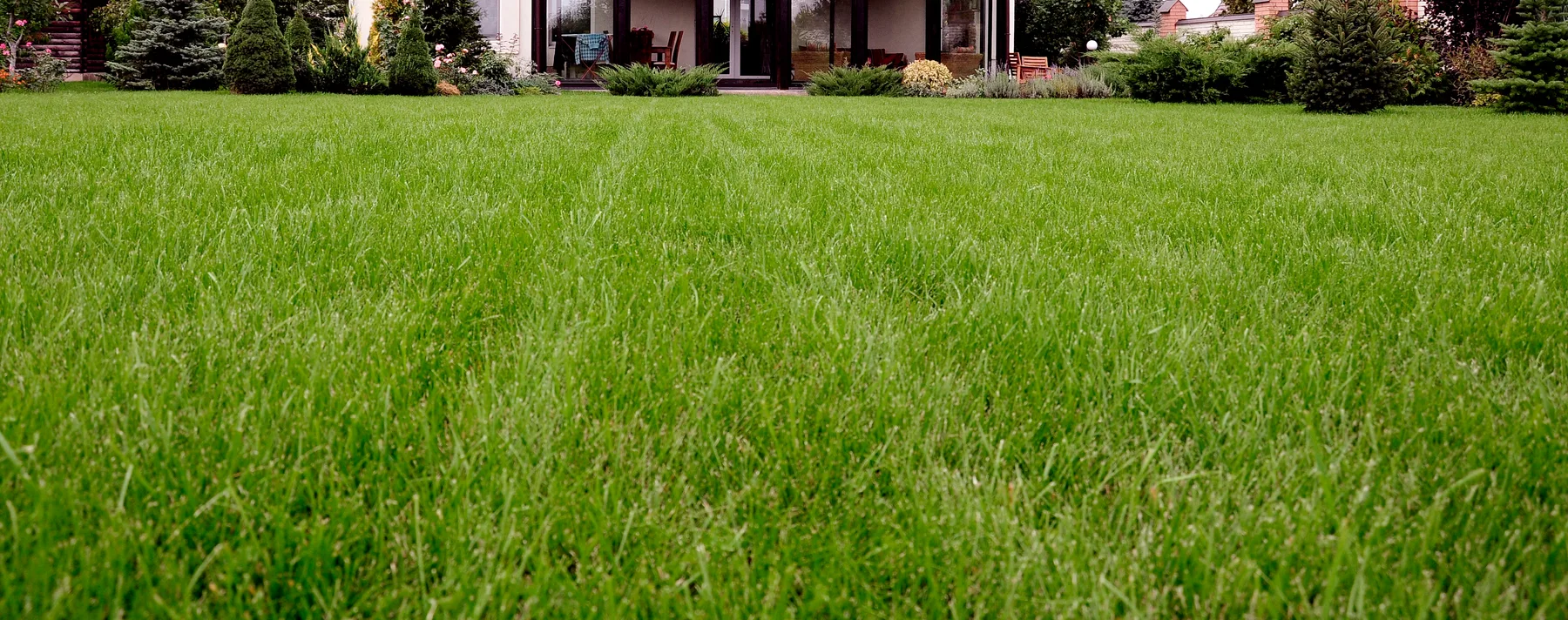 Healthy green lawn maintained with a professional treatment program
