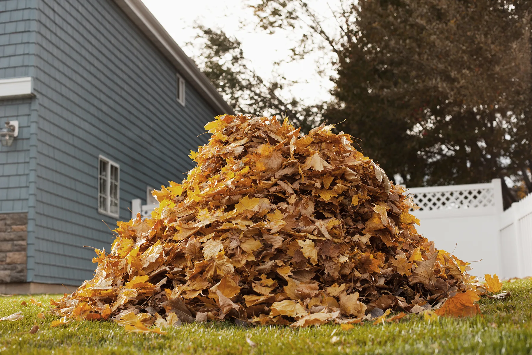 Leaf-free lawn and landscape beds after seasonal cleanup