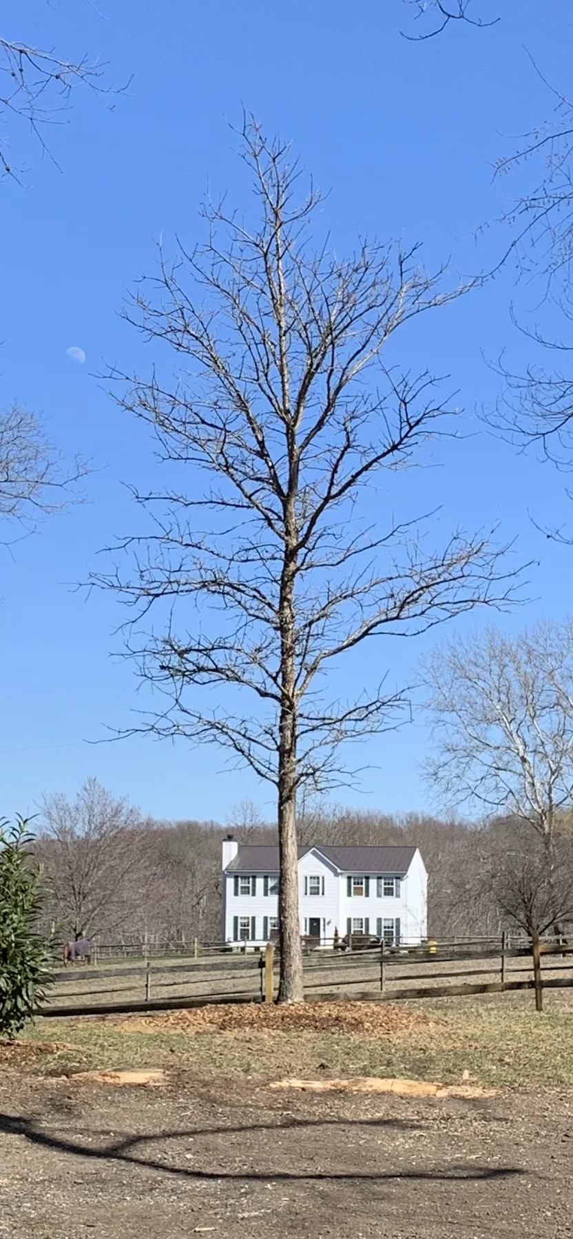 Dormant-season pruning of mature residential shrubs